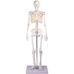 Miniatur-Skelett ''Tom''