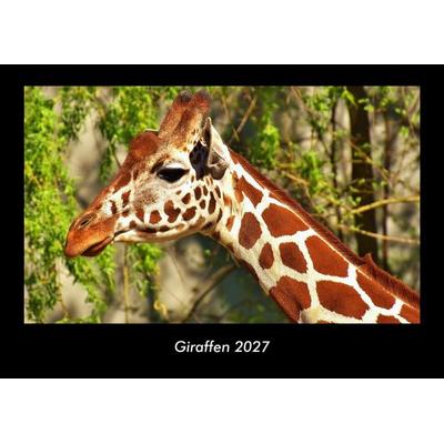 Giraffen 2027 Fotokalender DIN A3