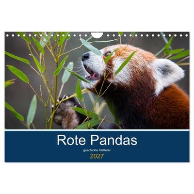 Rote Pandas - geschickte Kletterer (Wandkalender 2027 DIN A4 quer), CALVENDO Monatskalender