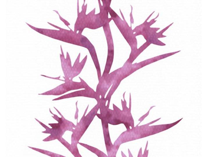 A.S Creation 813237 Wallness, behang met patroon, bloemen