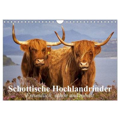 Schottische Hochlandrinder. Freundlich, schön und robust (Wandkalender 2027 DIN A4 quer), CALVENDO Monatskalender