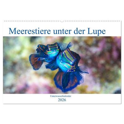 Meerestiere unter der Lupe - Unterwasserkalender (Wandkalender 2026 DIN A2 quer), CALVENDO Monatskalender