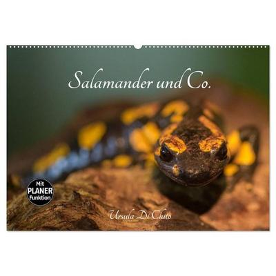 Salamander und Co. (Wandkalender 2026 DIN A2 quer), CALVENDO Monatskalender
