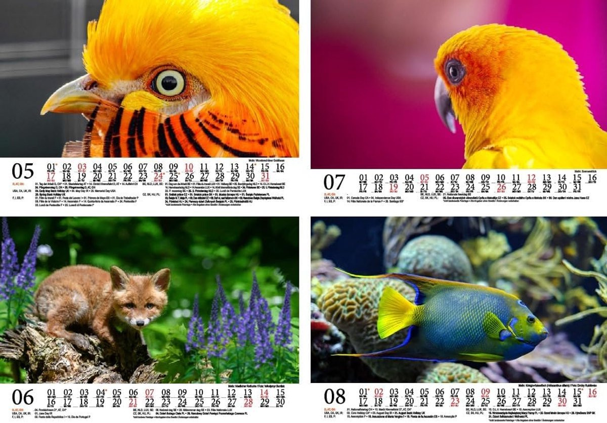 Kalender 2026 Wandkalender met kleurrijke dieren A5 Multicolor