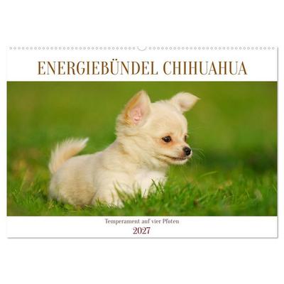 Enegiebündel Chihuahua - Temperament auf vier Pfoten (Wandkalender 2027 DIN A2 quer), CALVENDO Monatskalender