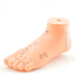 Akupunkturmodell Fuß Anatomisches Fußmodell HeineScientific