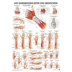 anat. Poster: Handmuskulatur des Menschen 50 x 70 cm, Papier