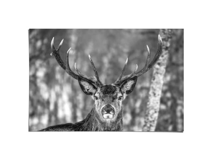 REINDERS Poster, Hirsch im Winter, Wohnzimmer, Poster, Wanddeko, Room Decor, Bilderdruckpapier, Weiß, 61 x 91,5