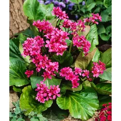 Herzblättrige Bergenie – Bergenia cordifolia 'Rotblum'
