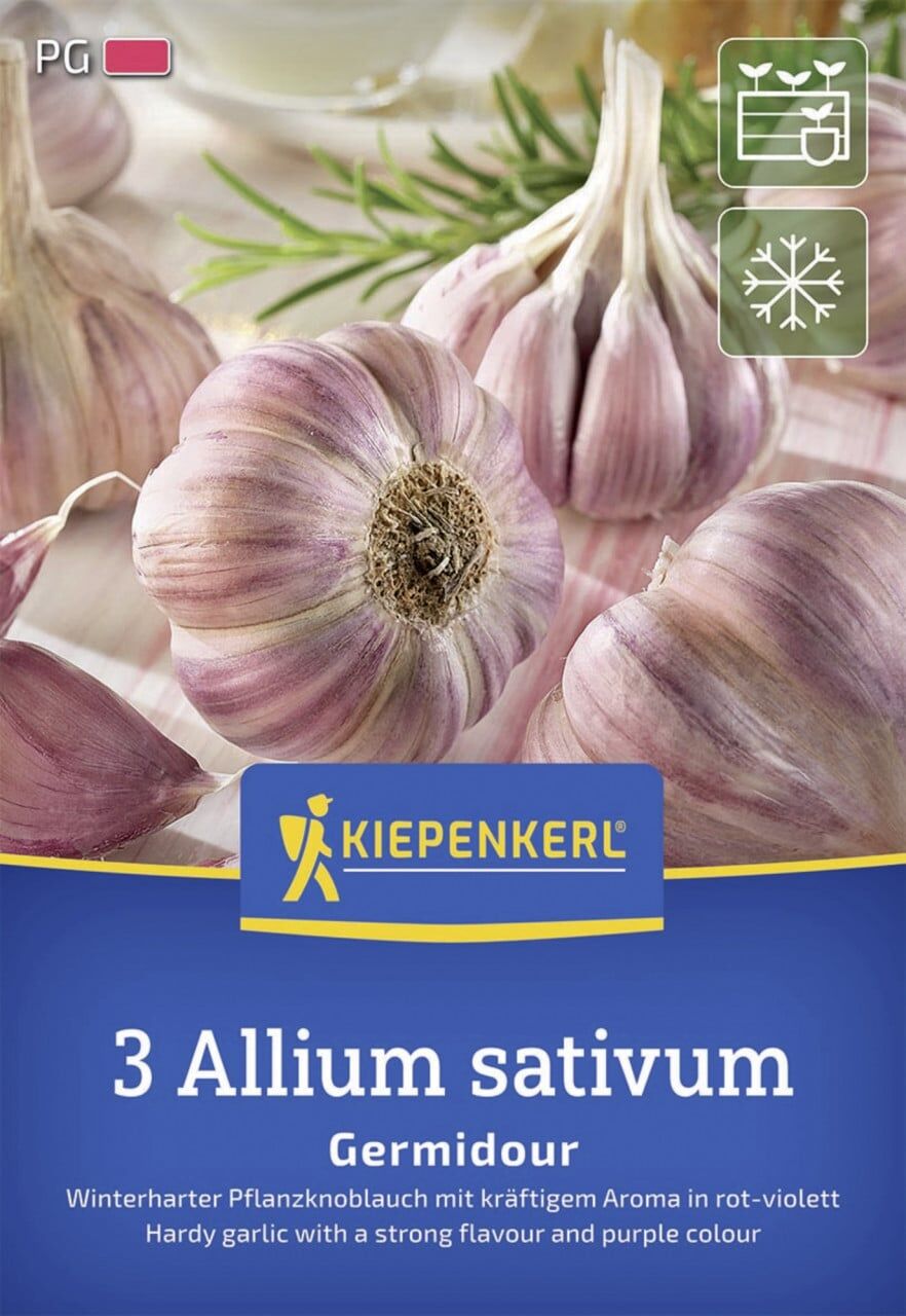 Kiepenkerl Pflanzgut Winterknoblauch Germidour 3 Stück