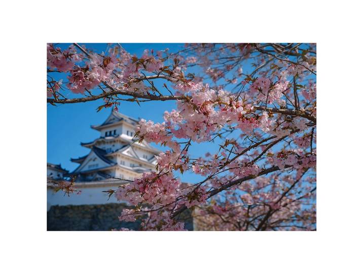 FOTOTAPETE Kirschblüte Japan Blau 300x210 cm