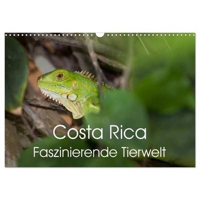 Costa Rica. Faszinierende Tierwelt (Wandkalender 2026 DIN A3 quer), CALVENDO Monatskalender
