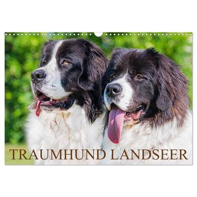 Traumhund Landseer (Wandkalender 2026 DIN A3 quer), CALVENDO Monatskalender
