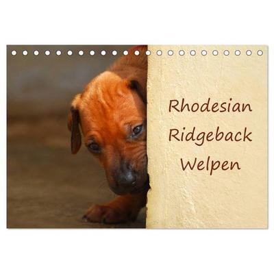 Rhodesian Ridgeback Welpen (Tischkalender 2027 DIN A5 quer), CALVENDO Monatskalender