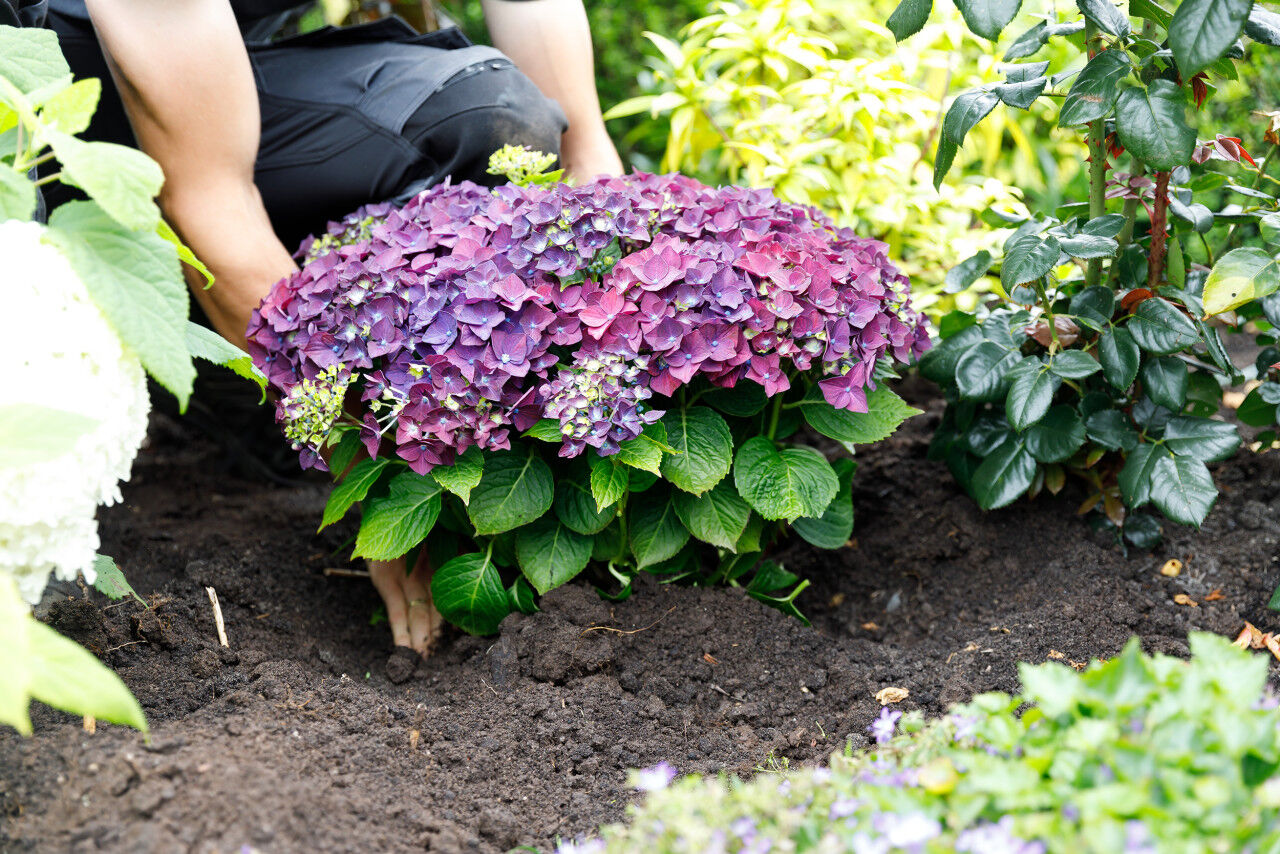 Pflanzen Hydrangea mac. Hortensie Music Collection 19 cm Topf
