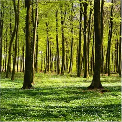 FOTOTAPETE Waldwiese 240/240 cm