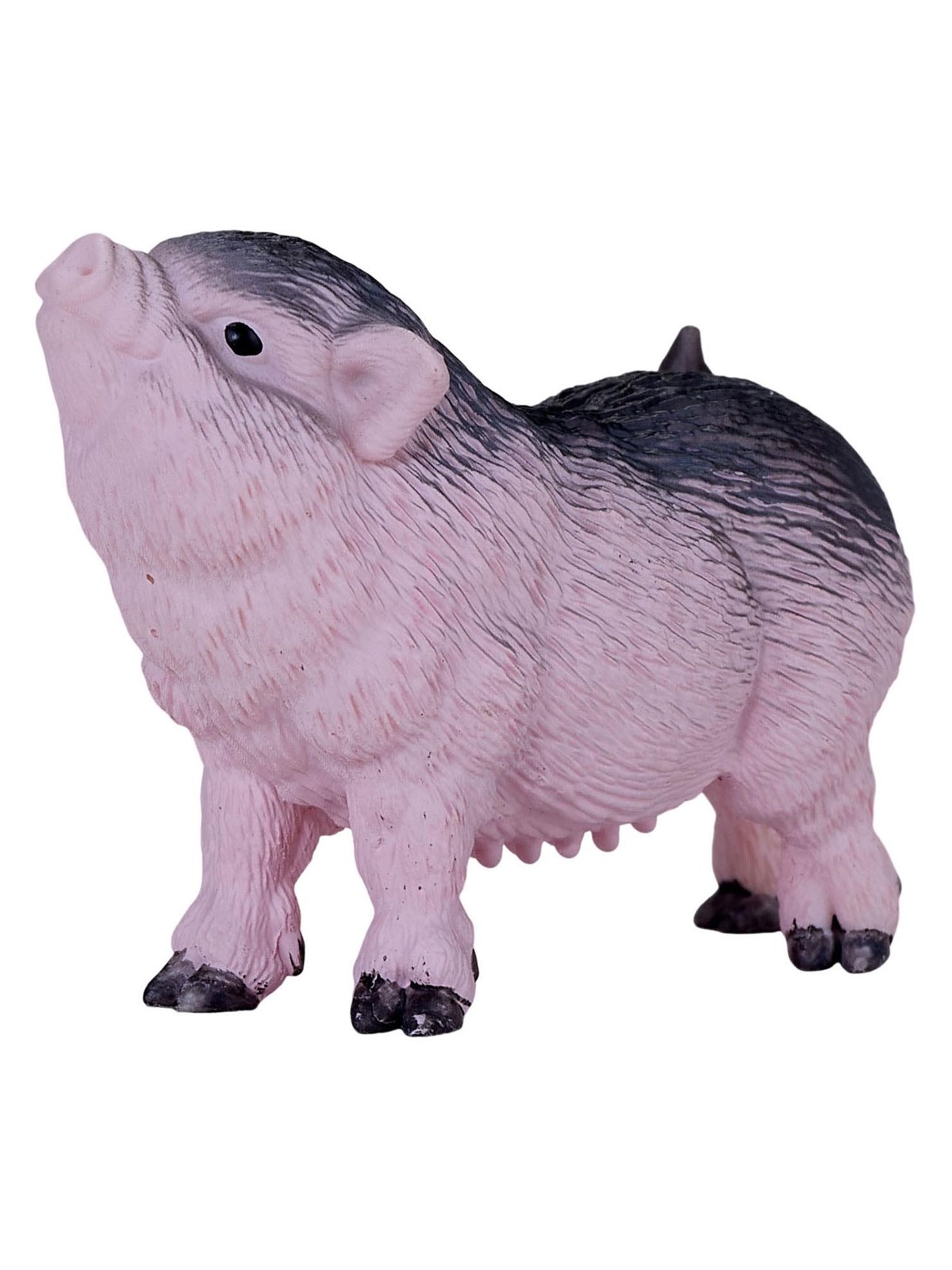 Mojo - Farmland Pot-bellied Piglet