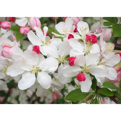 Fototapete PAPERMOON "WEIßE KIRSCH-BLÜTEN-BLUMEN PFLANZEN DEKOR NATUR MUSTER", bunt, B:3m L:2,23m, Vlies, Tapeten