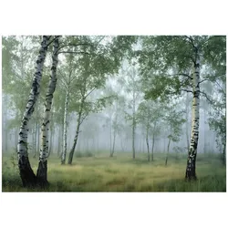 VLIESTAPETE Wald Birken 3D Effekt Natur Schlafzimmer 250x175