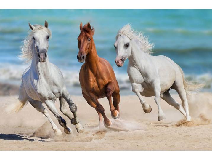 Fototapete PAPERMOON Horse Herd Run Gallop , bunt, B:1,5m L:1,11m, Vlies, Tapeten, Fototapete
