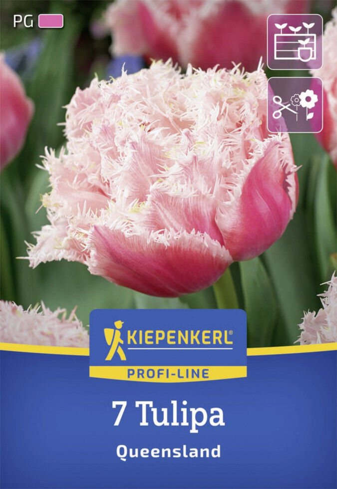 Kiepenkerl Herbstblumenzwiebel Profi-Line Tulpe Queensland 7 Stück