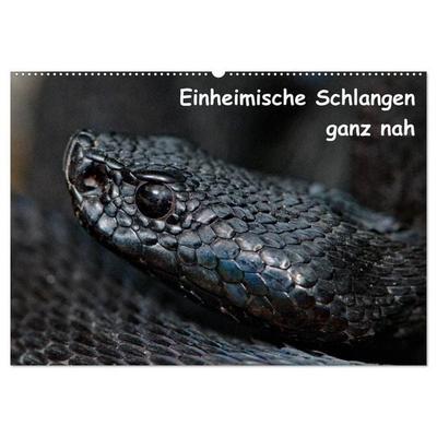 Einheimische Schlangen ganz nah (Wandkalender 2027 DIN A2 quer), CALVENDO Monatskalender