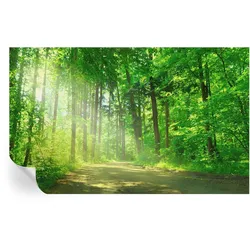 FOTOTAPETE 416x254 cm - Waldweg