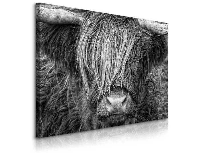 LEINWANDBILD Schottischen Kuh Hochlandrind Natur 3D 100/70 cm
