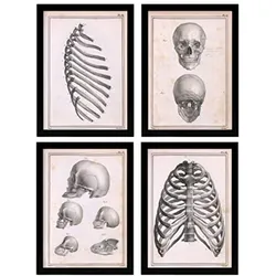 POSTER Set mit 4 Anatomie von Knochen, Rippen und Kopf A3 Rahmenlos