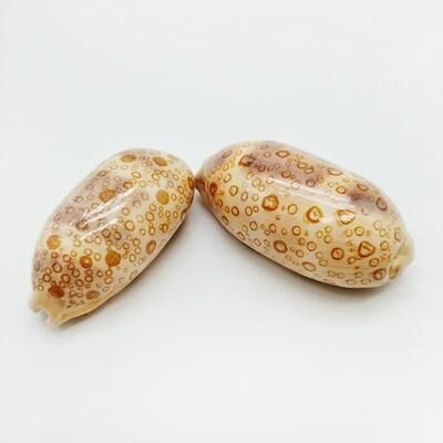 Uplift Picks Natural Cowrie Shell Decor Set Aquarium And Beach Style Home Decoration eyed Cowrie