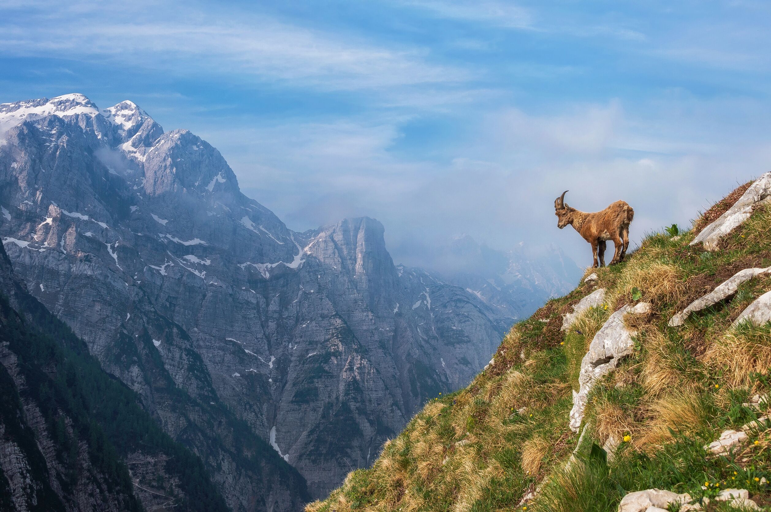 Fototapete PAPERMOON "Photo-Art ALES KRIVEC, ALPINE IBEX IN DEN BERGEN", bunt, B:2m L:1,49m, Vlies, Tapeten, Fototapete bunt B/L: 2m x 1,49m, Bahnen: 4 Stk.