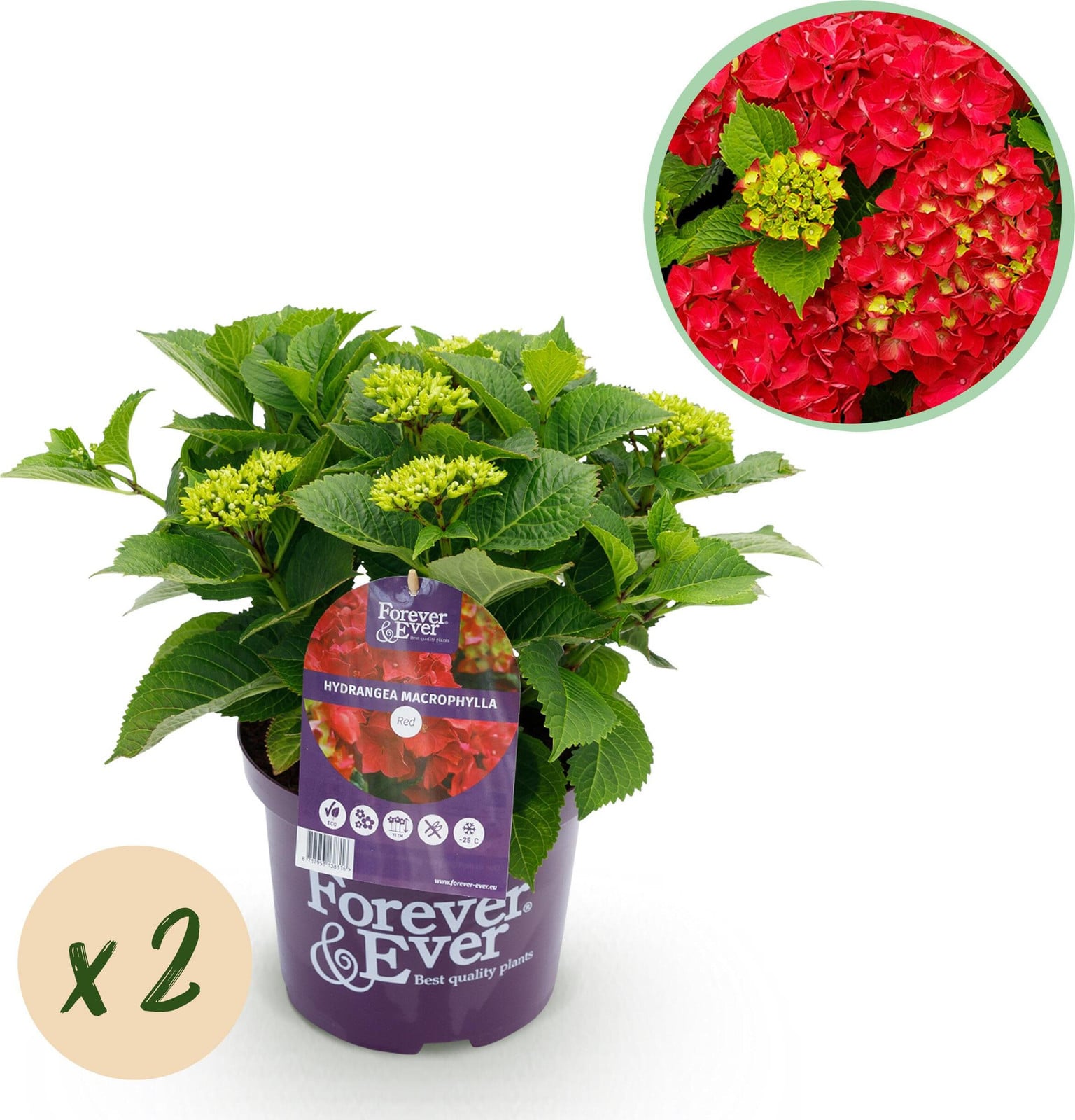 Pflanzenboutique Hortensia Hydrangea Forever & Ever Rood 2 Tuinplanten 40-55 cm Ø23 cm