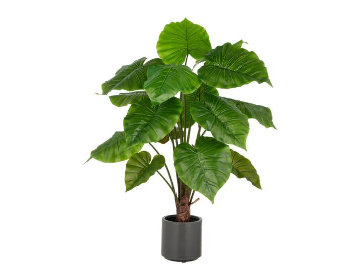 Kunstpflanze Alocasia Wentii 70 x 100 x 70cm