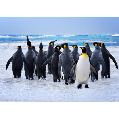 Fototapete PAPERMOON "King Penguins", bunt, B:3,5m L:2,6m, Vlies, Tapeten