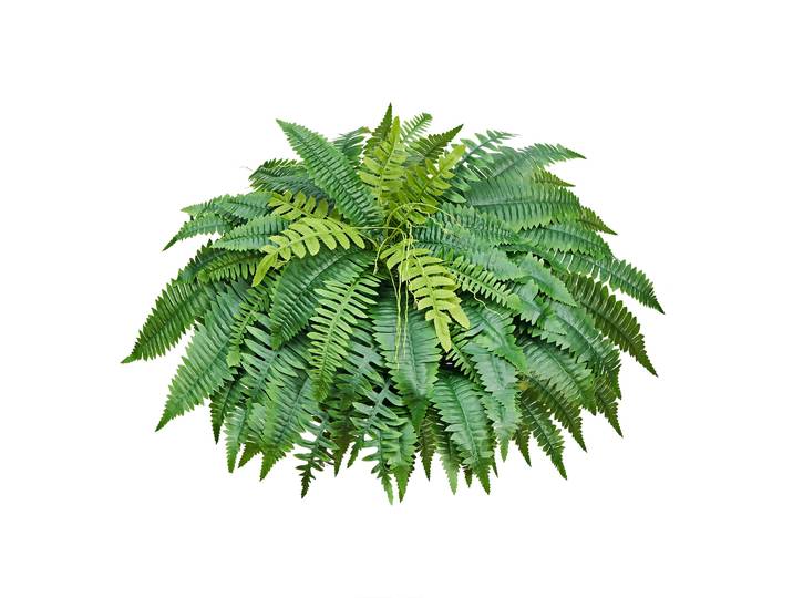 Vevor Fougere Artificielle 1270 Mm\, Fougere De Boston Artificielle 96 Frondes\, Plante Artificielle En Soie Et Ldpe Pour Decoration Interieur Exterieur\, Maison\, Porche\, Bureau\, Salon\, Jardin\, Lot De 1