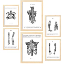 POSTER Set Mit 6 Anatomie Muskeln, Bein, Arm, Wirbelsäule, Becken A3 & A4 Rahmen Aus Hellem Holz