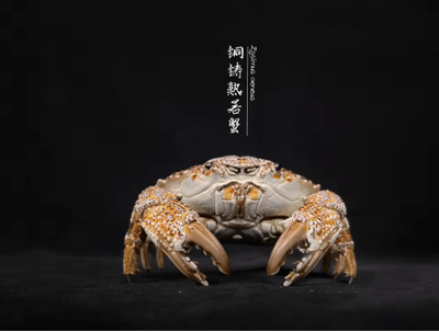 Inspire Picks Real Crab Specimen Display Handcrafted Natural Collector Decor With Custom Options without Cover 12