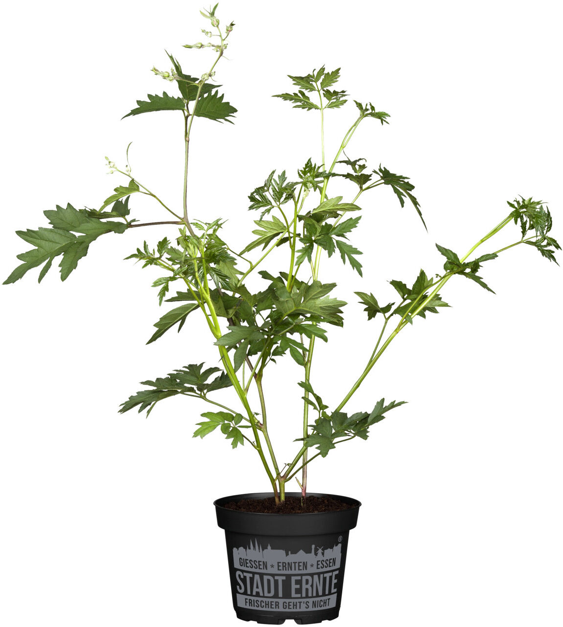 Pflanzen Stadt Ernte Bio Süßblatthimbeere Rubus 2 L Container