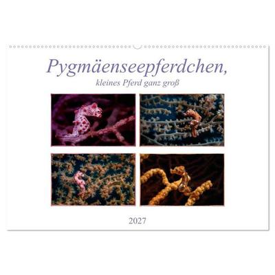 Pygmäenseepferdchen, kleines Pferd ganz groß (Wandkalender 2027 DIN A2 quer), CALVENDO Monatskalender