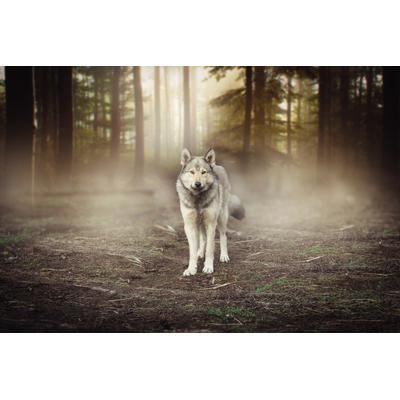 Fototapete PAPERMOON "Wolf im Wald", bunt, B:2m L:1,49m, Vlies, Tapeten