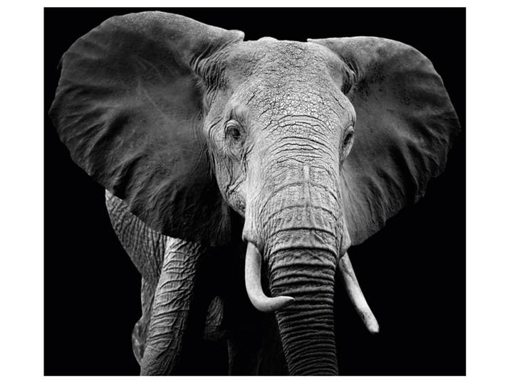 Alubild Majestätischer Elefant image LAND