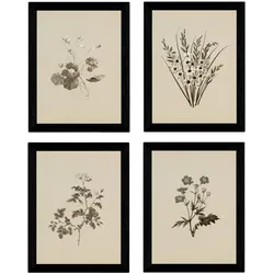 POSTER Set mit 4 Botanischen Stils Sensitive A3 Rahmenlos
