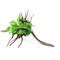 Anubias barteri var. Nana Spiderwood 25 x 15 x 13 Centimeter Wurzel