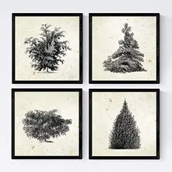 POSTER Set mit 4 Blättern der Bäume und Sträucher Jahrgang Hintergrund 20x20cm Rahmenlos