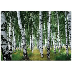FOTOTAPETE Wald Birken Grün 300x210 cm