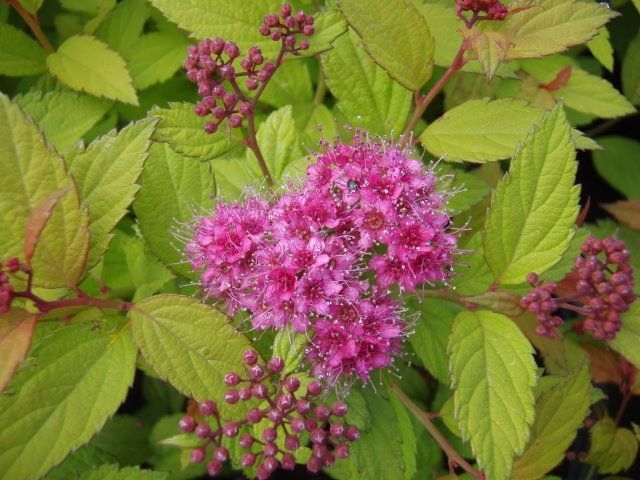 Pflanzen Sommerspiere 11 cm Topf