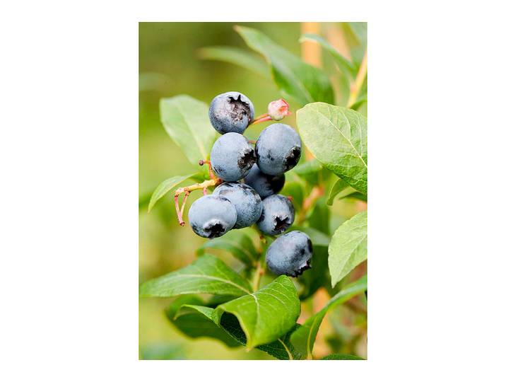 Heidelbeere Vaccinium corymbosum Reka ' ® 70-80 cm inklusive Topf'