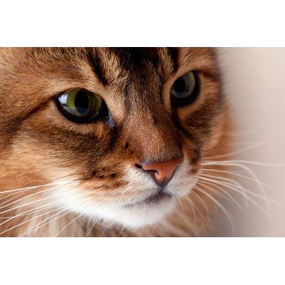 Fototapete PAPERMOON "Katze", bunt, B:2,5m L:1,86m, Vlies, Tapeten