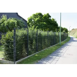 dz Matte MORITZ - 0830 - ZINK