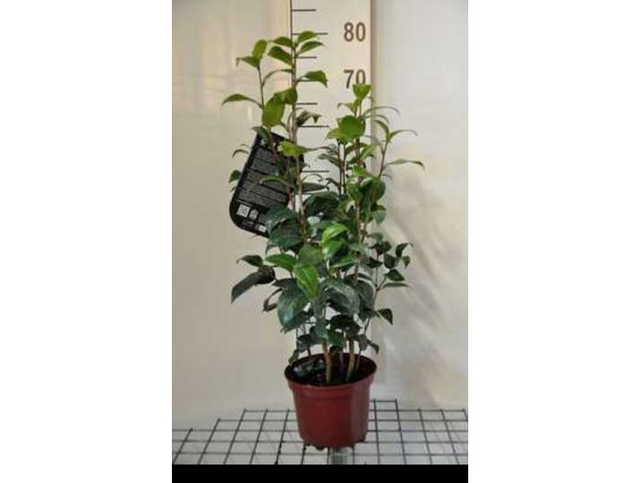 Camellia japonica rood-rouge - Camellia japonica rood-rouge 50- 60 cm in pot